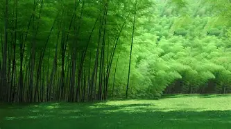 jinnianhui sports 北京国安队客战大埔队 